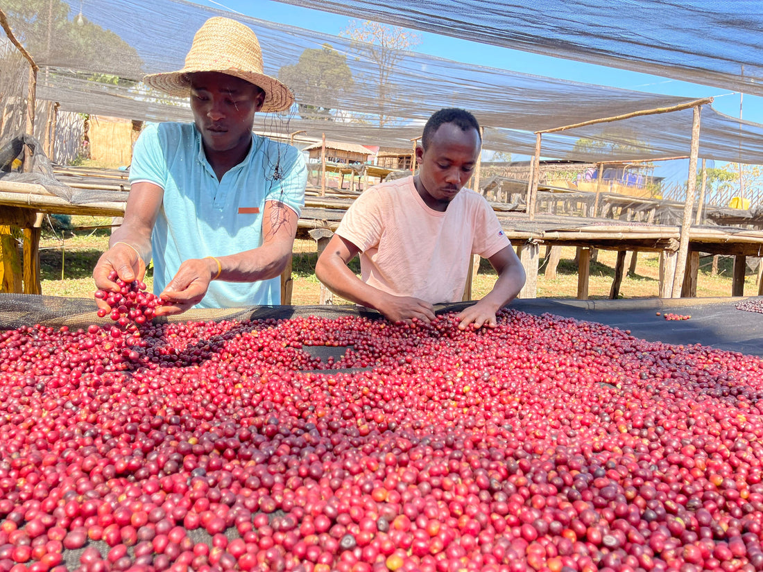 The Choices Behind Great Coffee: What Makes Specialty Coffee Exceptional