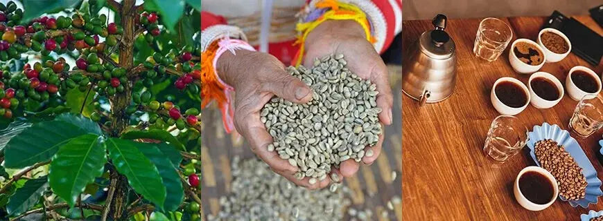 What is Specialty Coffee?