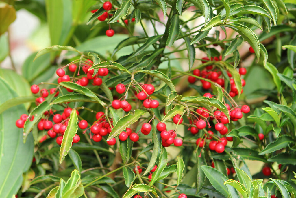 Ethiopia Yirgacheffe  Gargari Gutity - Supernatural - Exotic -  SINGLE ORIGIN