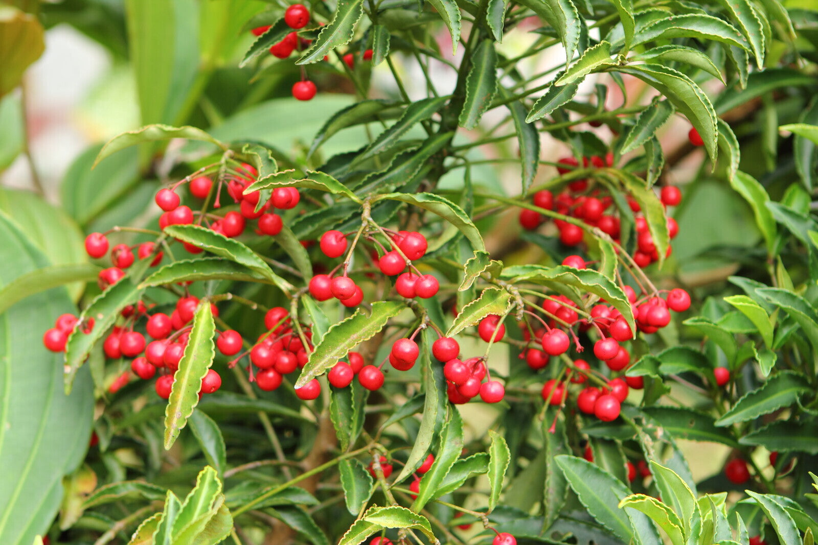 Ethiopia Yirgacheffe  Gargari Gutity - Supernatural - Exotic -  SINGLE ORIGIN