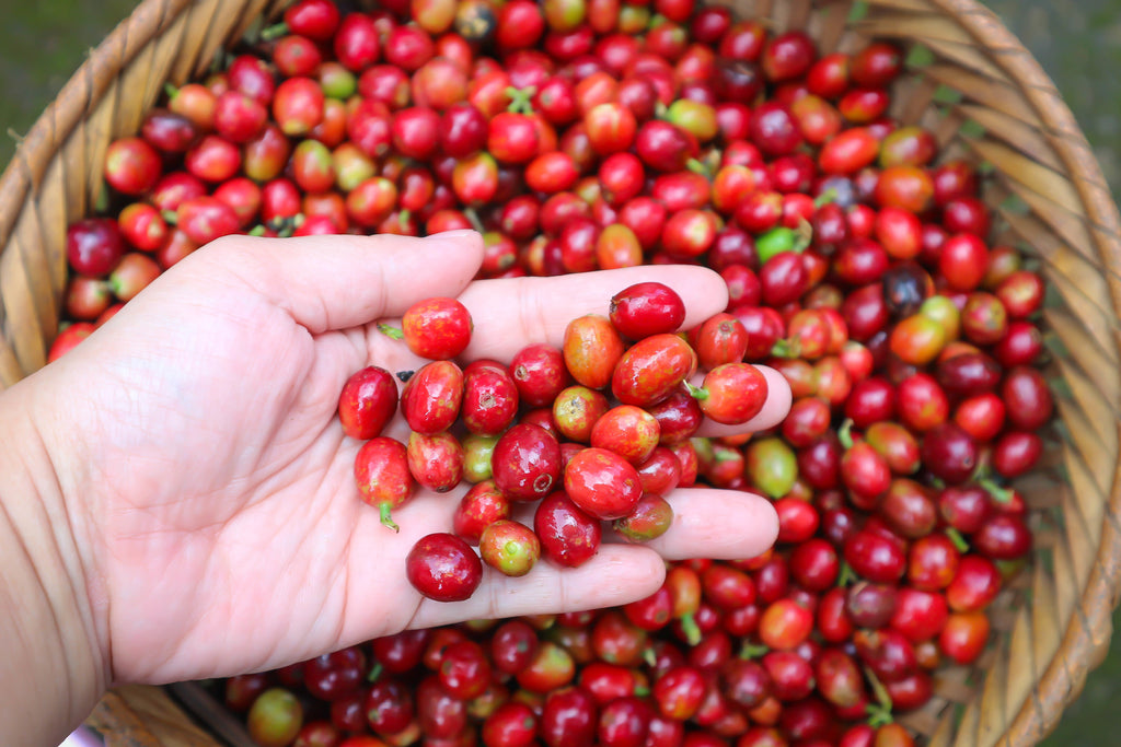 Ethiopia Yirgacheffe  Gargari Gutity - Supernatural - Exotic -  SINGLE ORIGIN