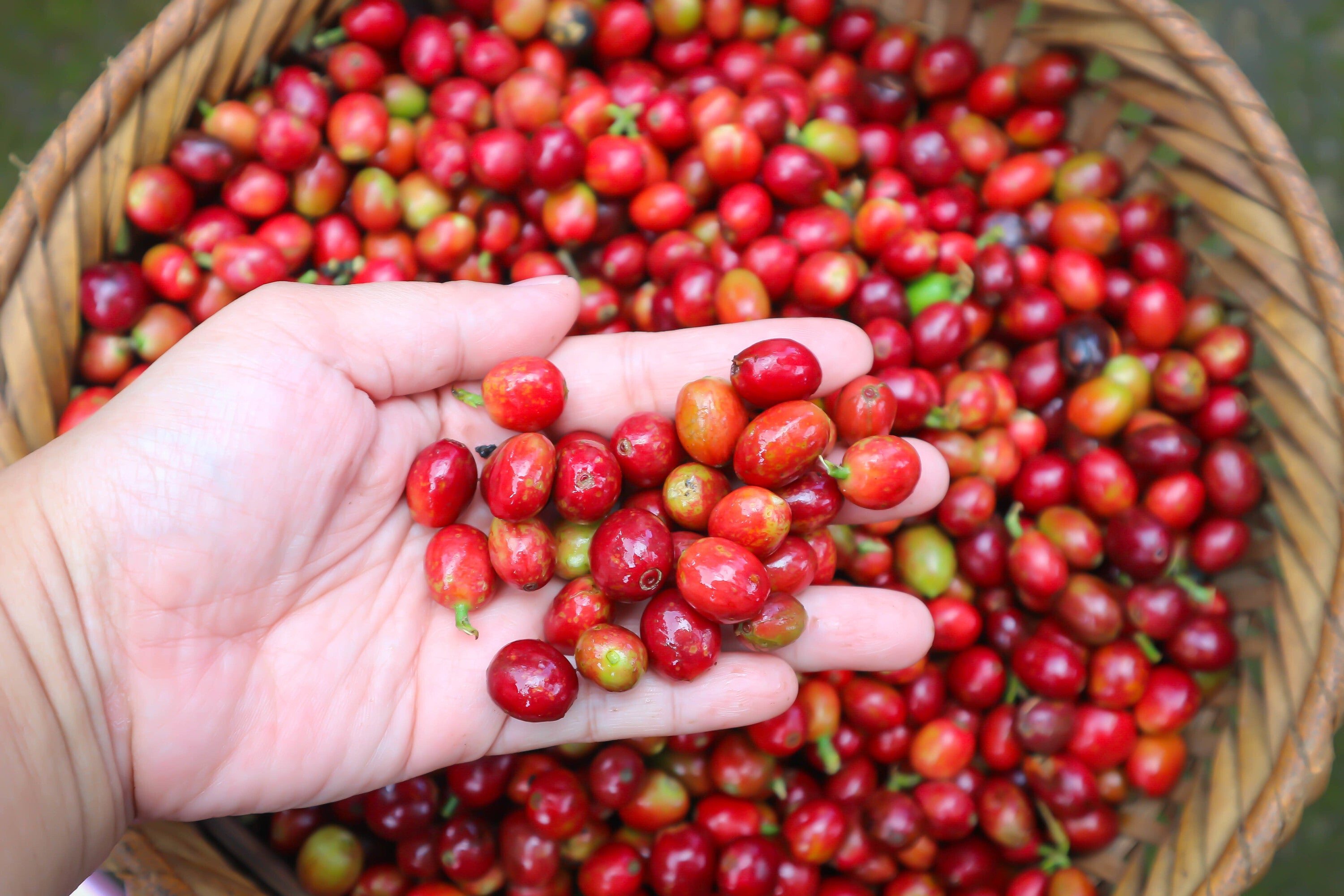 Ethiopia Yirgacheffe  Gargari Gutity - Supernatural - Exotic -  SINGLE ORIGIN