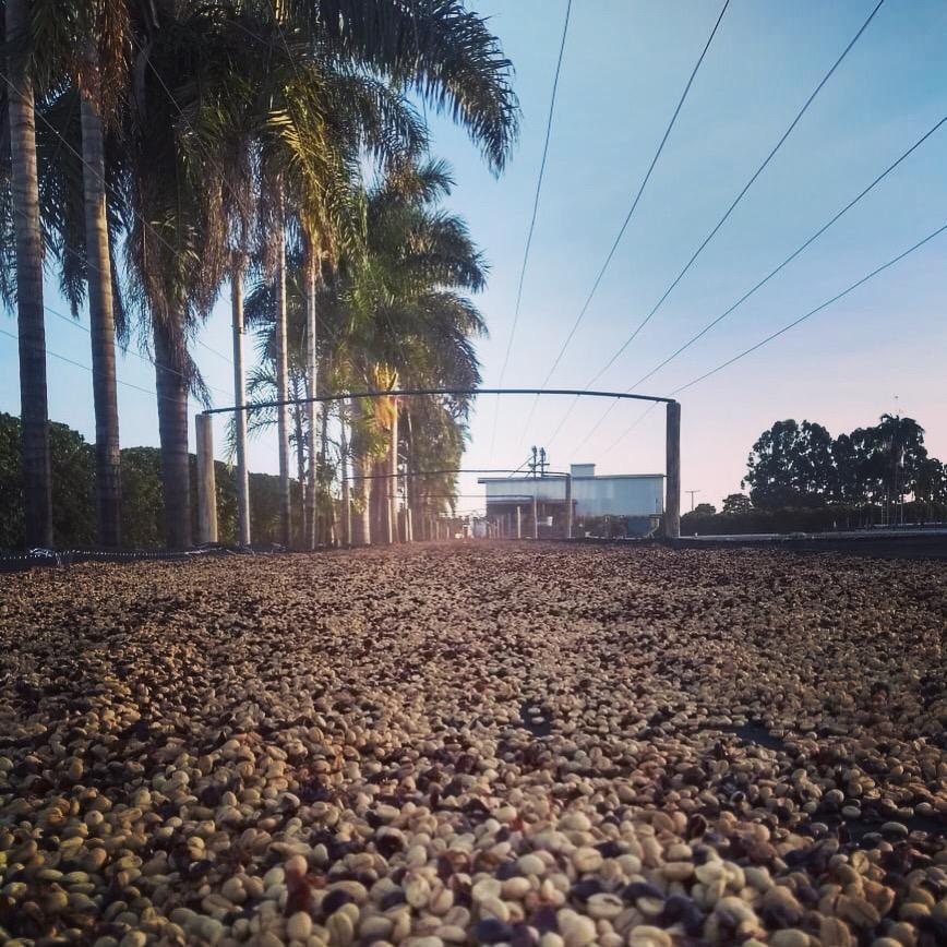 Brazil - Rafael Vinhal - Double Fermented -Honey Process - SINGLE ORIGIN