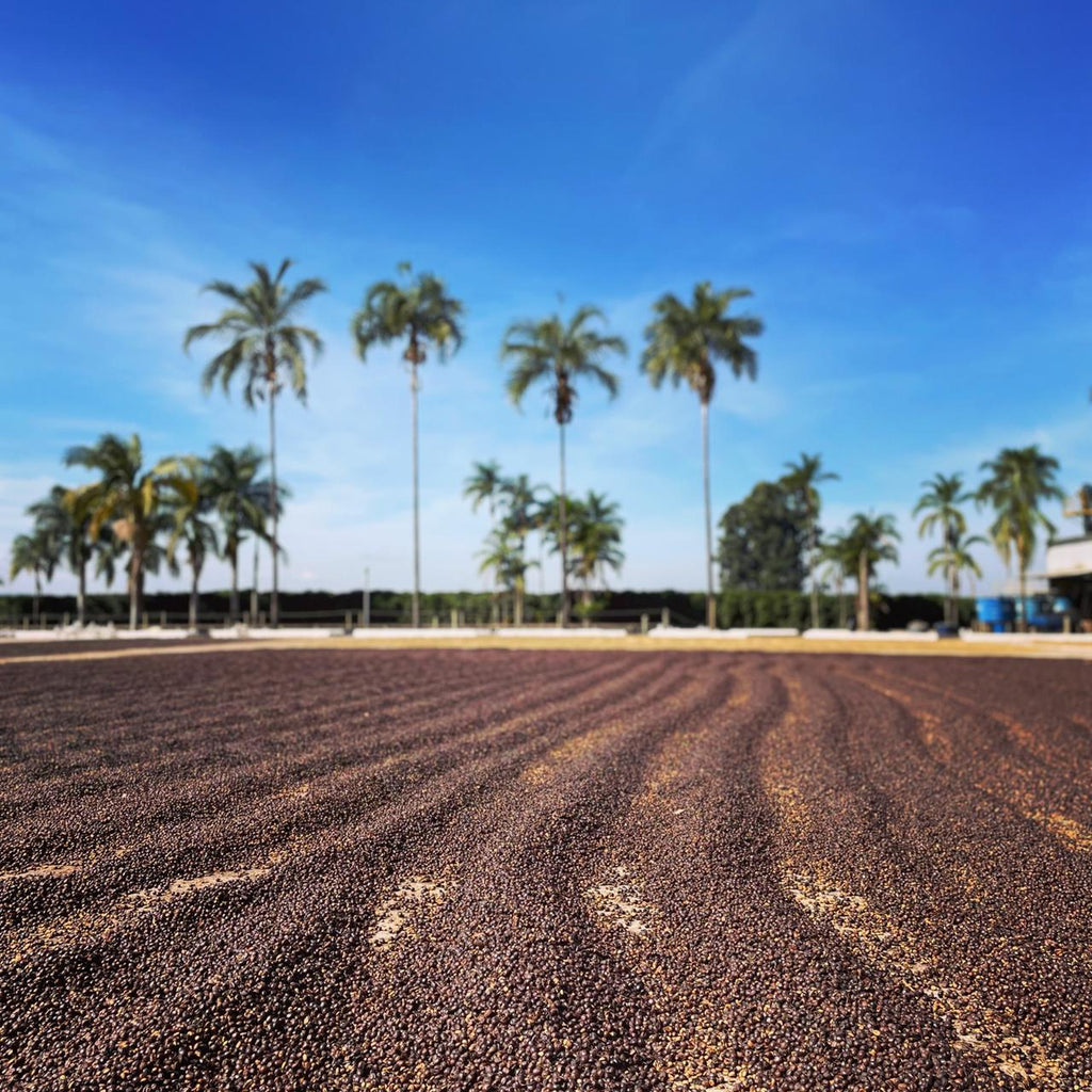 Brazil - Rafael Vinhal - Natural Anaerobic Fermentation - SINGLE ORIGIN