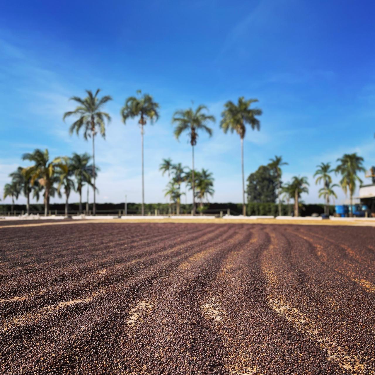 Brazil - Rafael Vinhal - Natural Anaerobic Fermentation - SINGLE ORIGIN