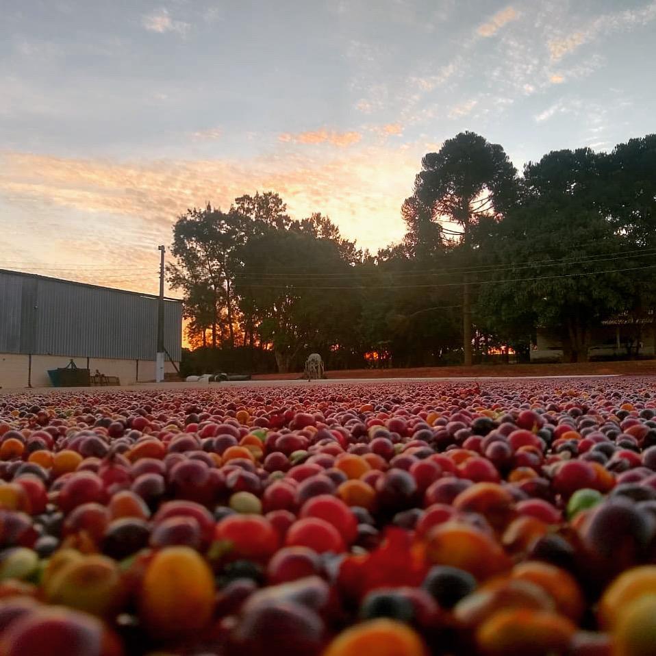 Brazil - Rafael Vinhal - Double Fermented -Honey Process - SINGLE ORIGIN