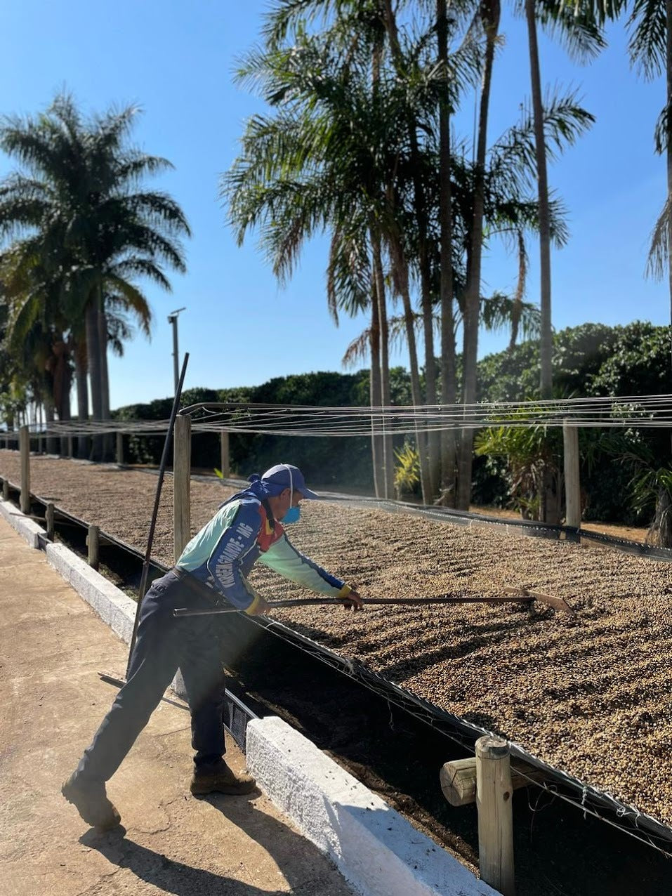 Brazil - Rafael Vinhal - Natural Anaerobic Fermentation - SINGLE ORIGIN