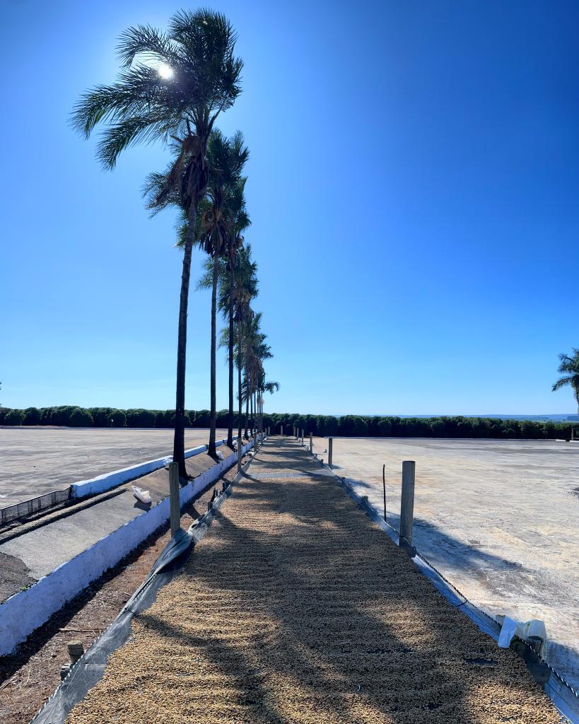 Brazil - Rafael Vinhal - Natural Anaerobic Fermentation - SINGLE ORIGIN