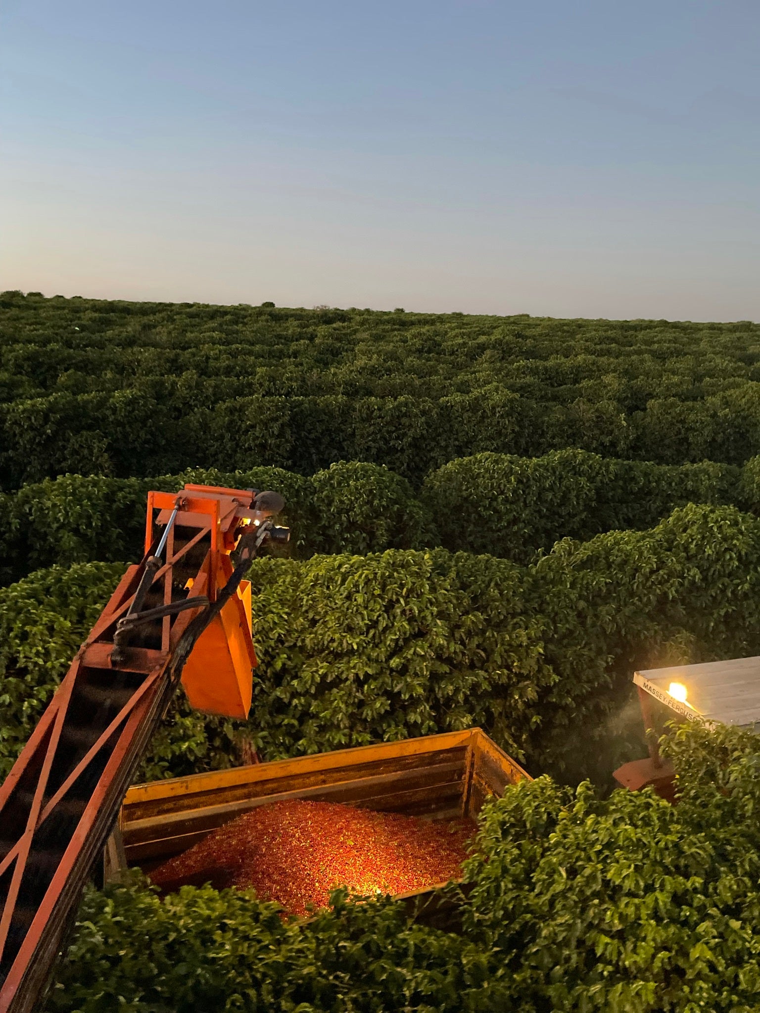 Brazil - Rafael Vinhal - Natural Anaerobic Fermentation - SINGLE ORIGIN