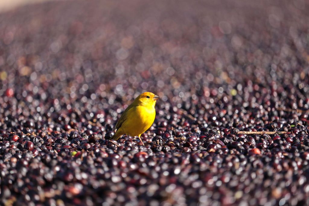 Brazil - Rafael Vinhal - Natural Anaerobic Fermentation - SINGLE ORIGIN