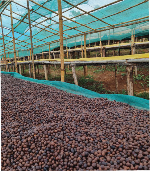 Ethiopia Yirgacheffe  Gargari Gutity - Supernatural - Exotic -  SINGLE ORIGIN