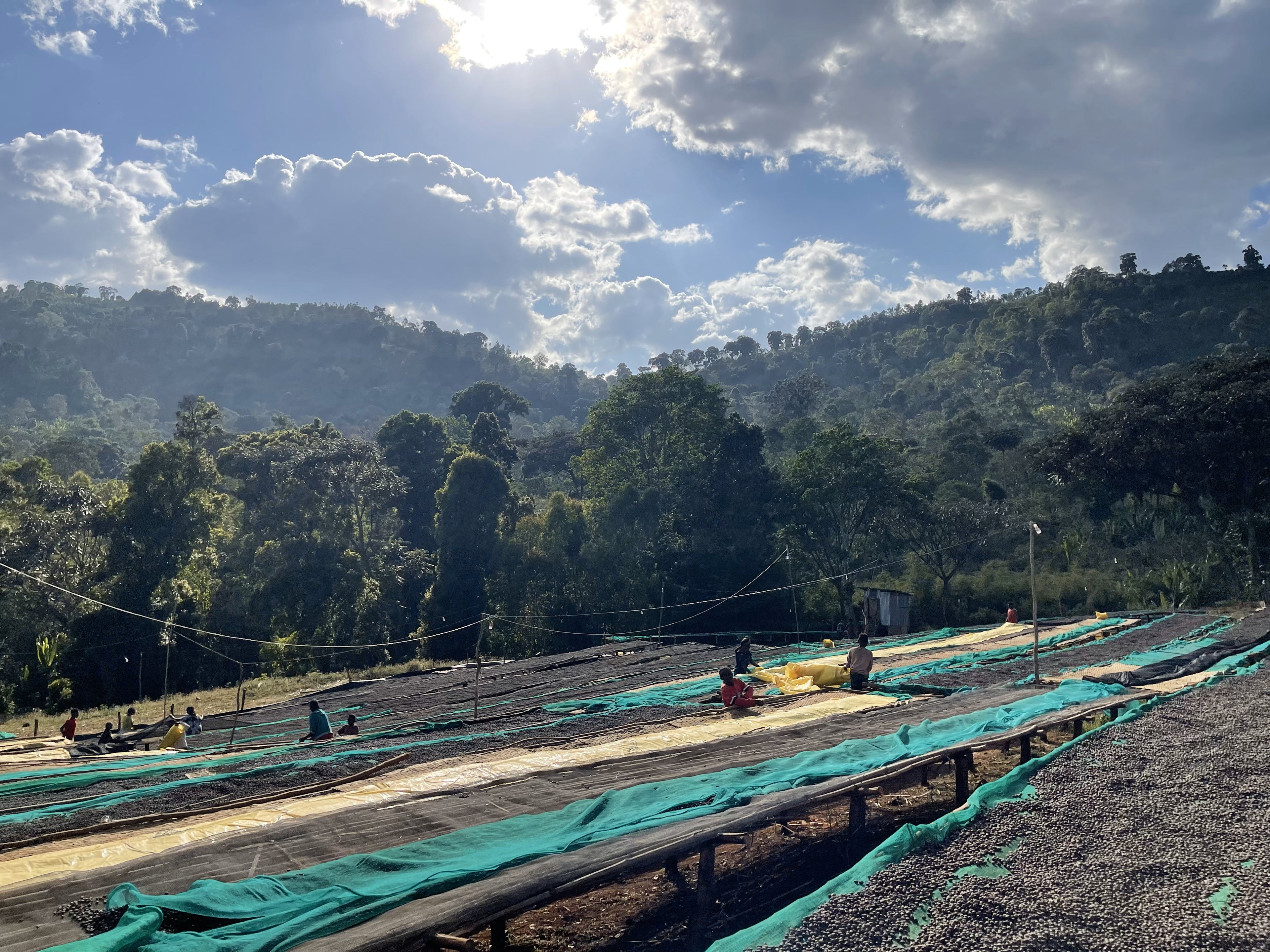 Ethiopia - Yirgacheffe Tulisi - Anaerobic Natural Process - SINGLE ORIGIN