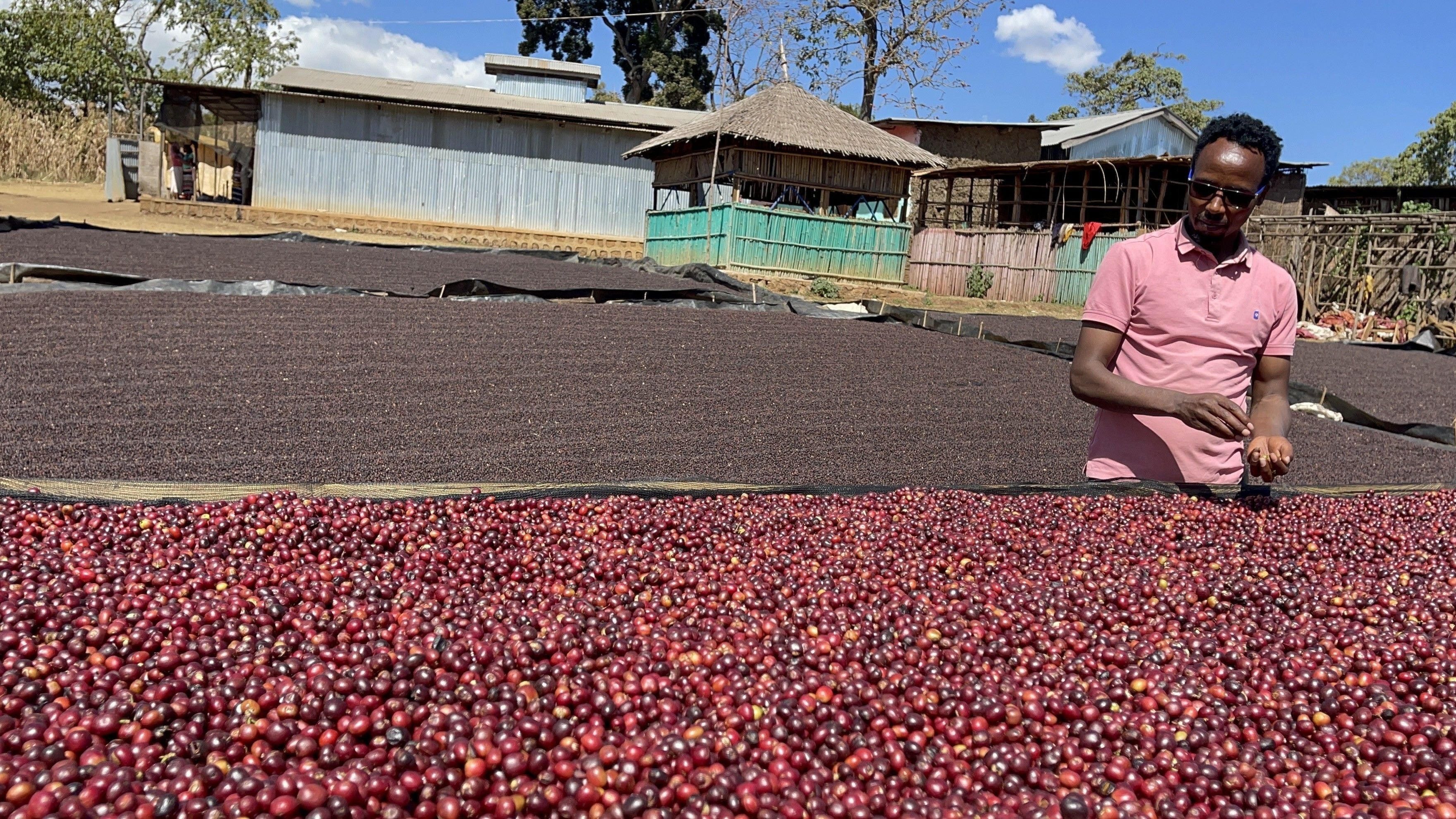 Ethiopia - Yirgacheffe Tulisi - Anaerobic Natural Process - SINGLE ORIGIN