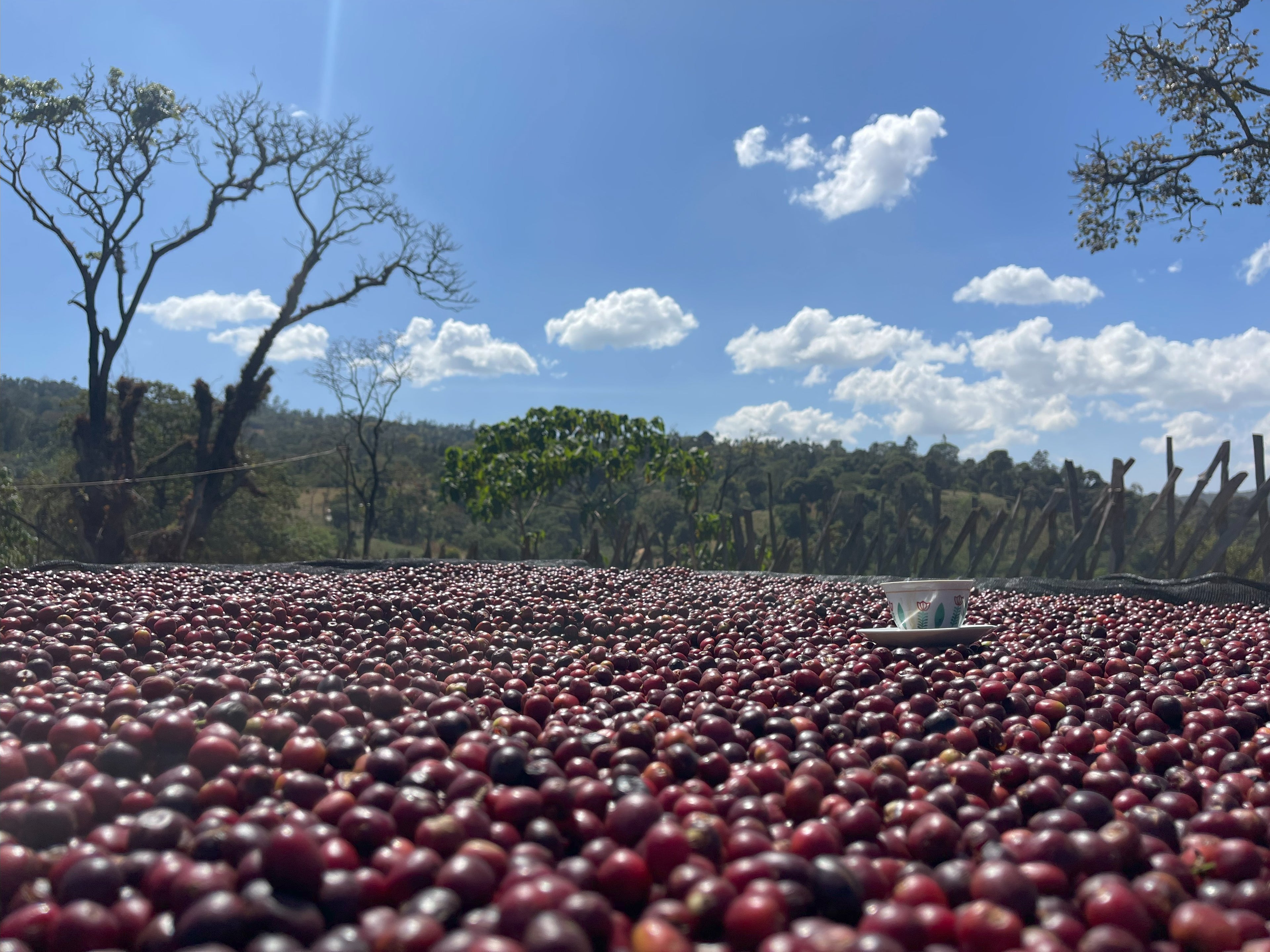 Ethiopia - Yirgacheffe Tulisi - Anaerobic Natural Process - SINGLE ORIGIN