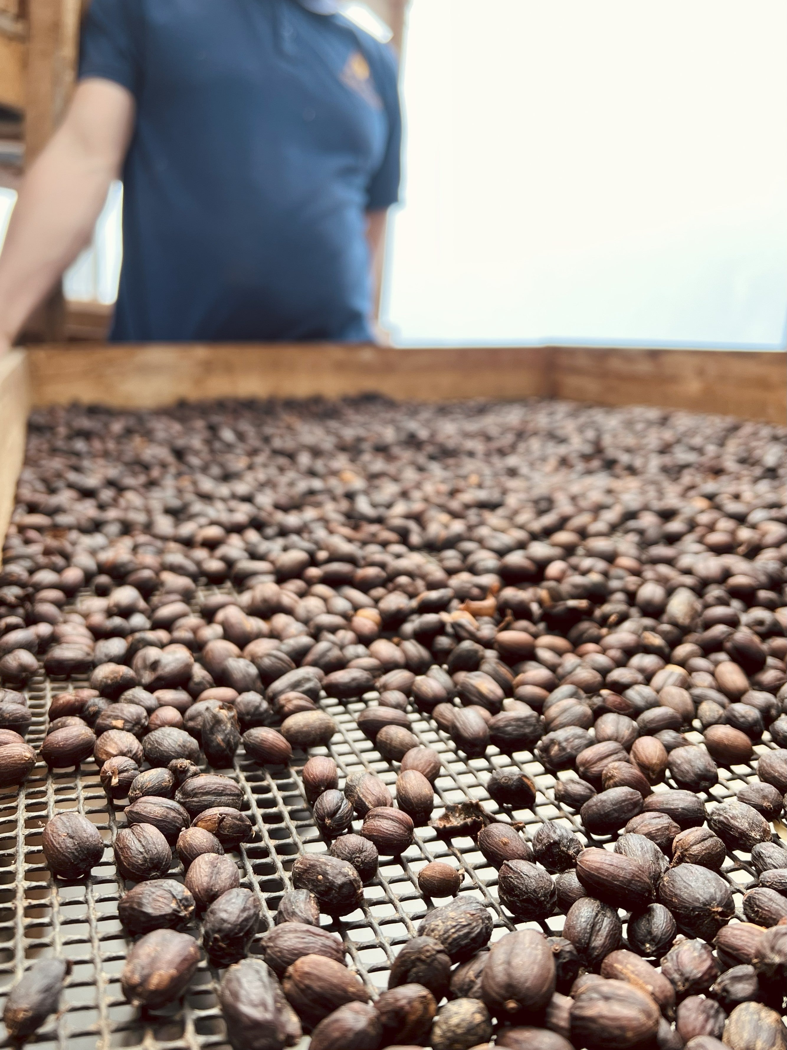 COLOMBIA - CHAPOLERAS – Natural Process - Microlot - SINGLE ORIGIN