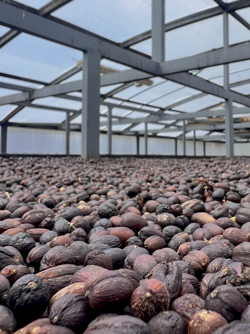 COLOMBIA - CHAPOLERAS – Natural Process - Microlot - SINGLE ORIGIN