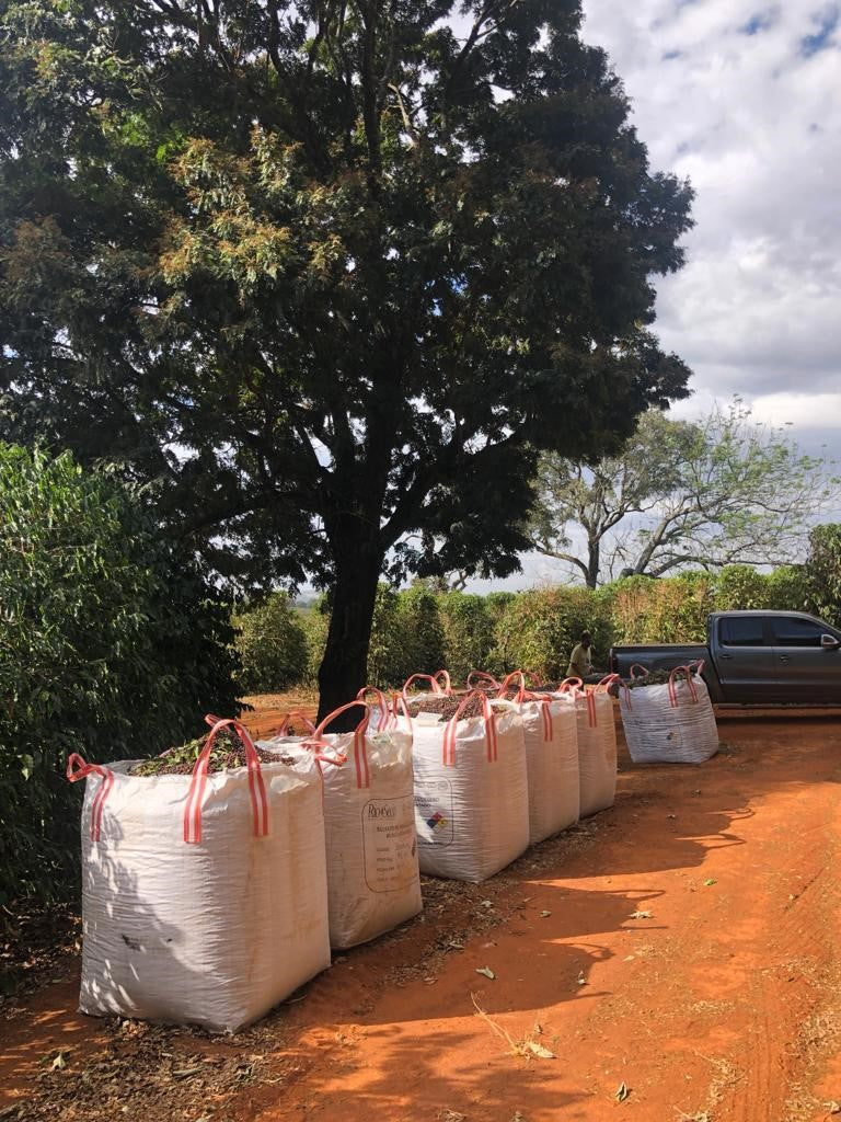 Brazil - Bela Vista Farm  - Natural Anaerobic - SINGLE ORIGIN