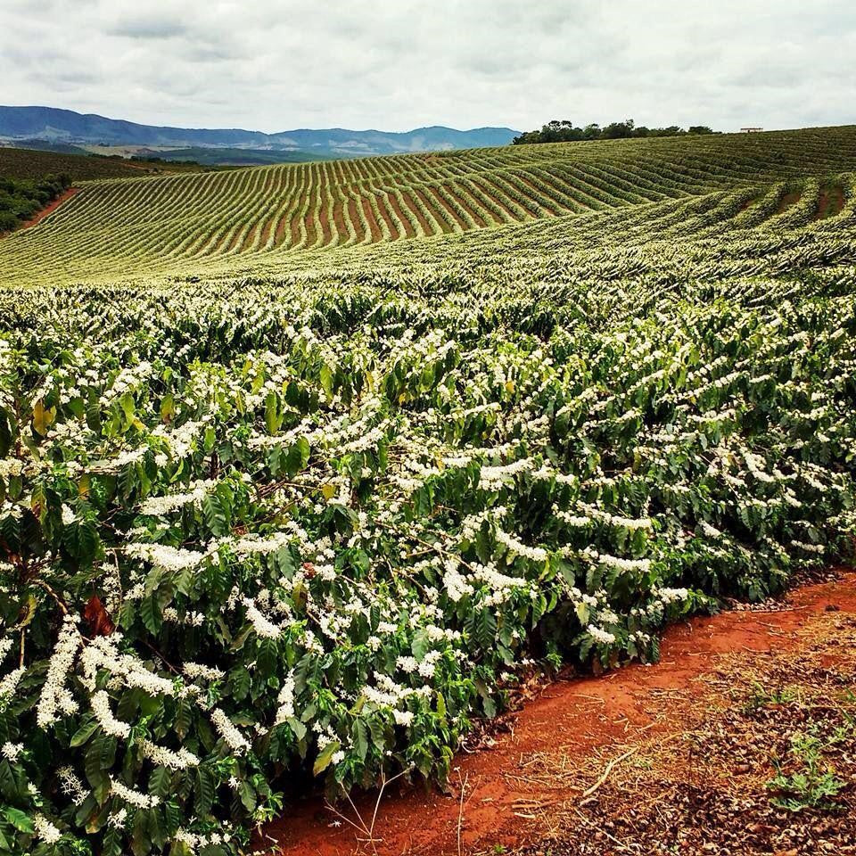 Brazil - Bela Vista Farm  - Natural Anaerobic - SINGLE ORIGIN