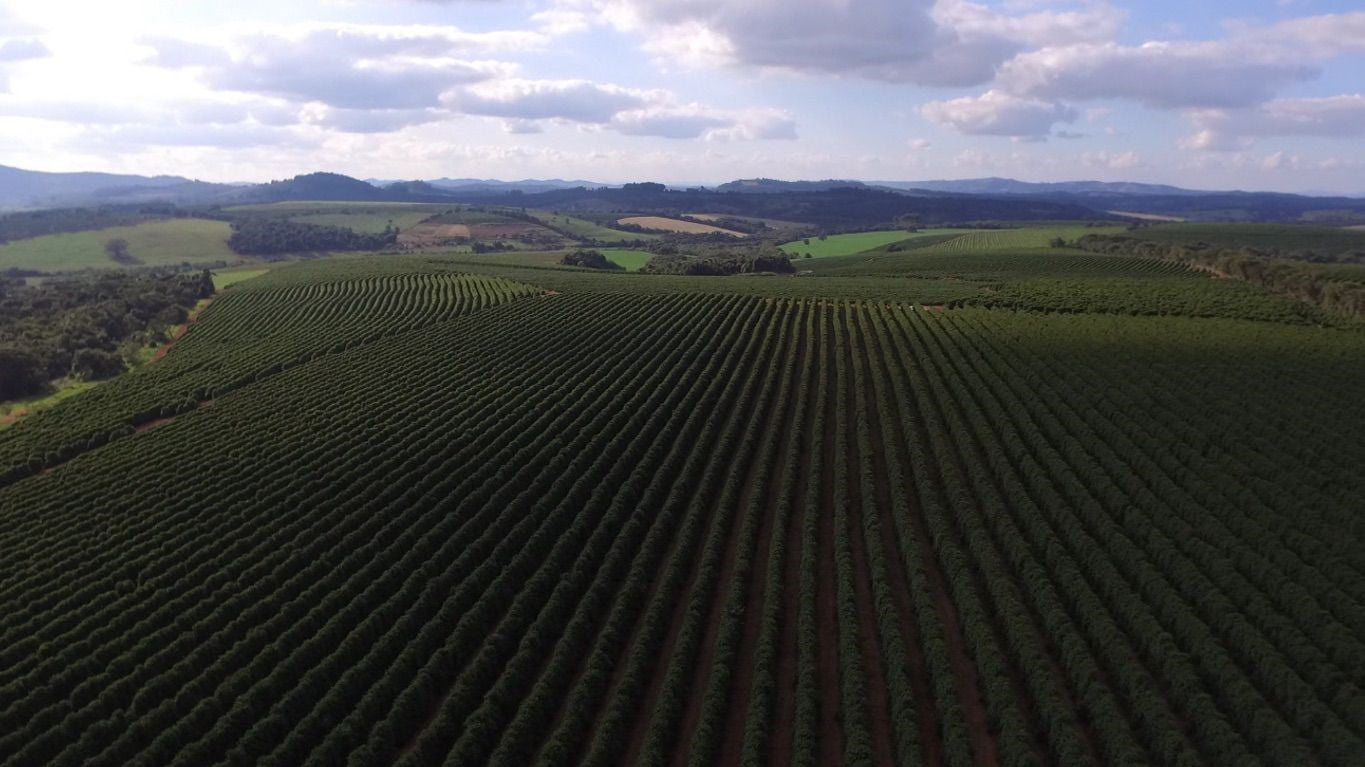 Brazil - Bela Vista Farm  - Natural Anaerobic - SINGLE ORIGIN