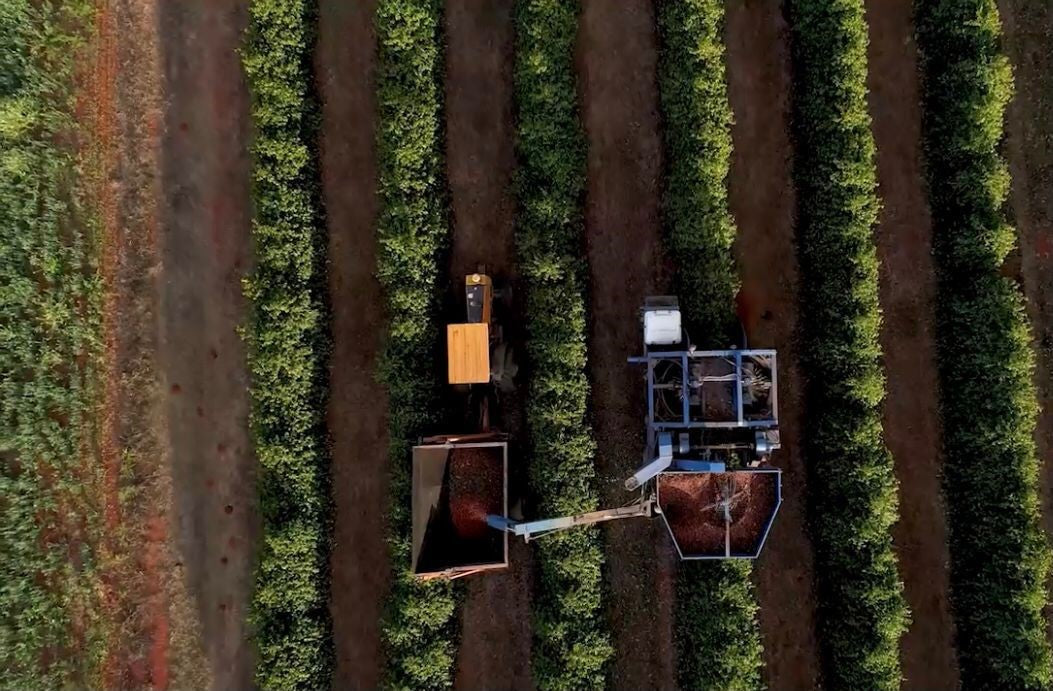 Brazil - Bela Vista Farm  - Natural Anaerobic - SINGLE ORIGIN