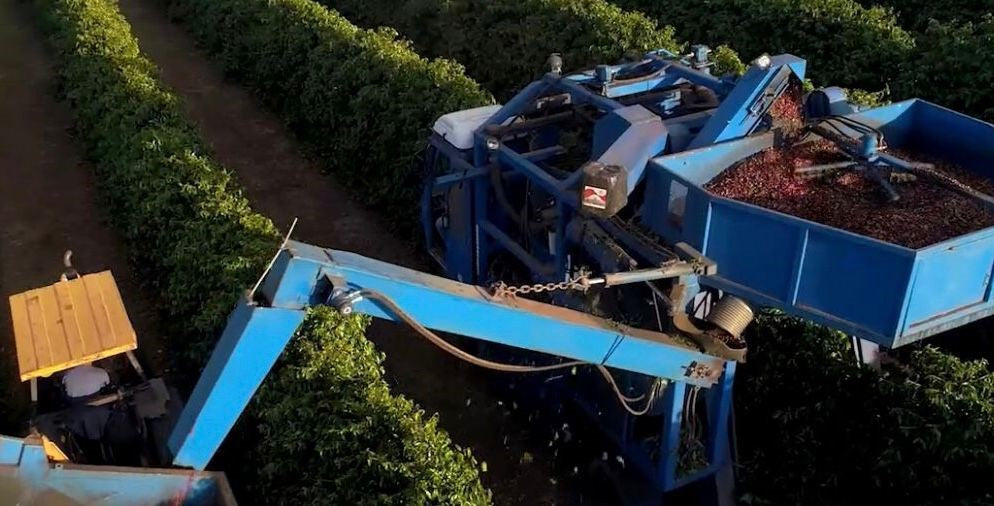 Brazil - Bela Vista Farm  - Natural Anaerobic - SINGLE ORIGIN