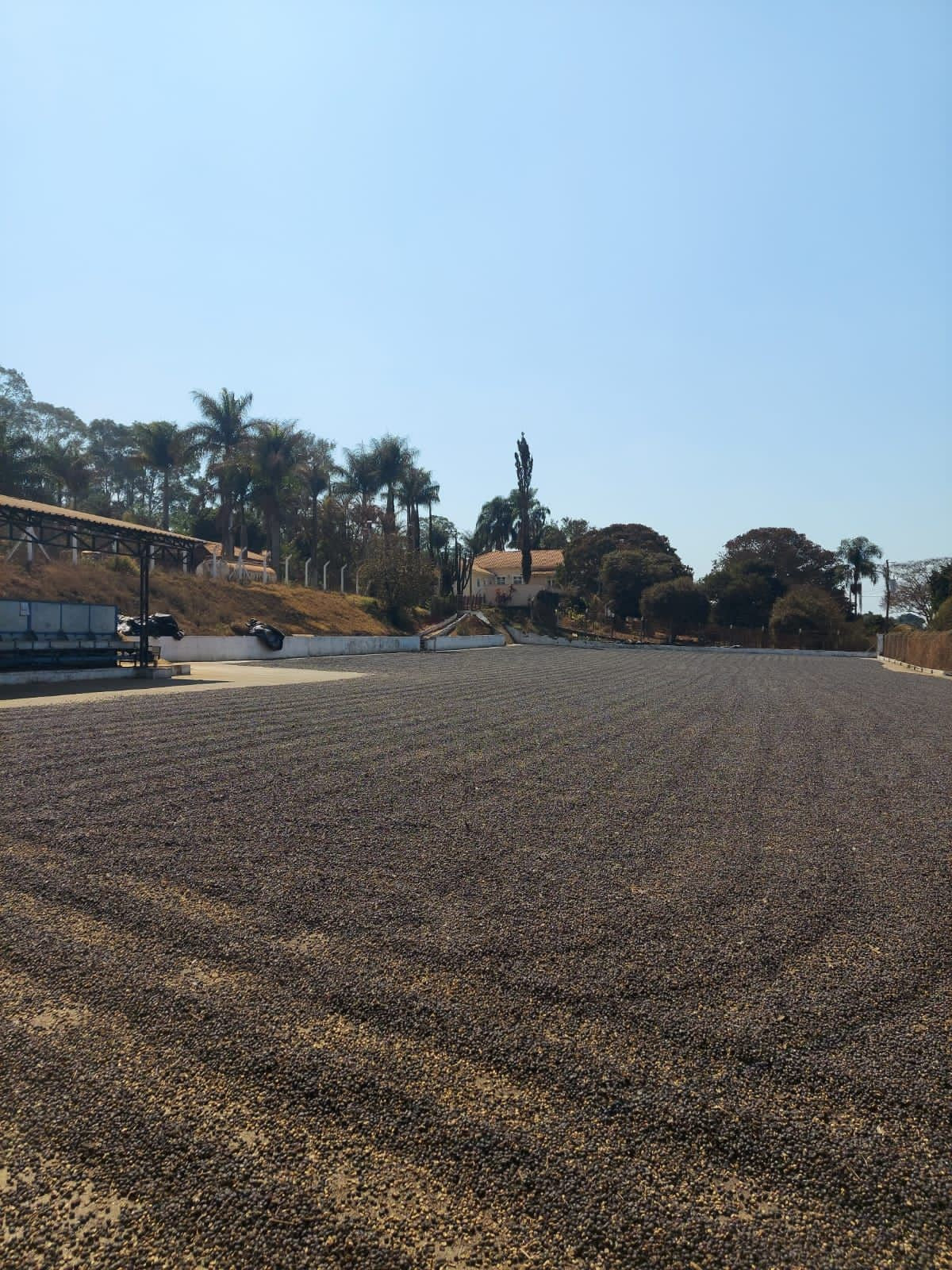 Brazil - Bela Vista Farm  - Natural Anaerobic - SINGLE ORIGIN