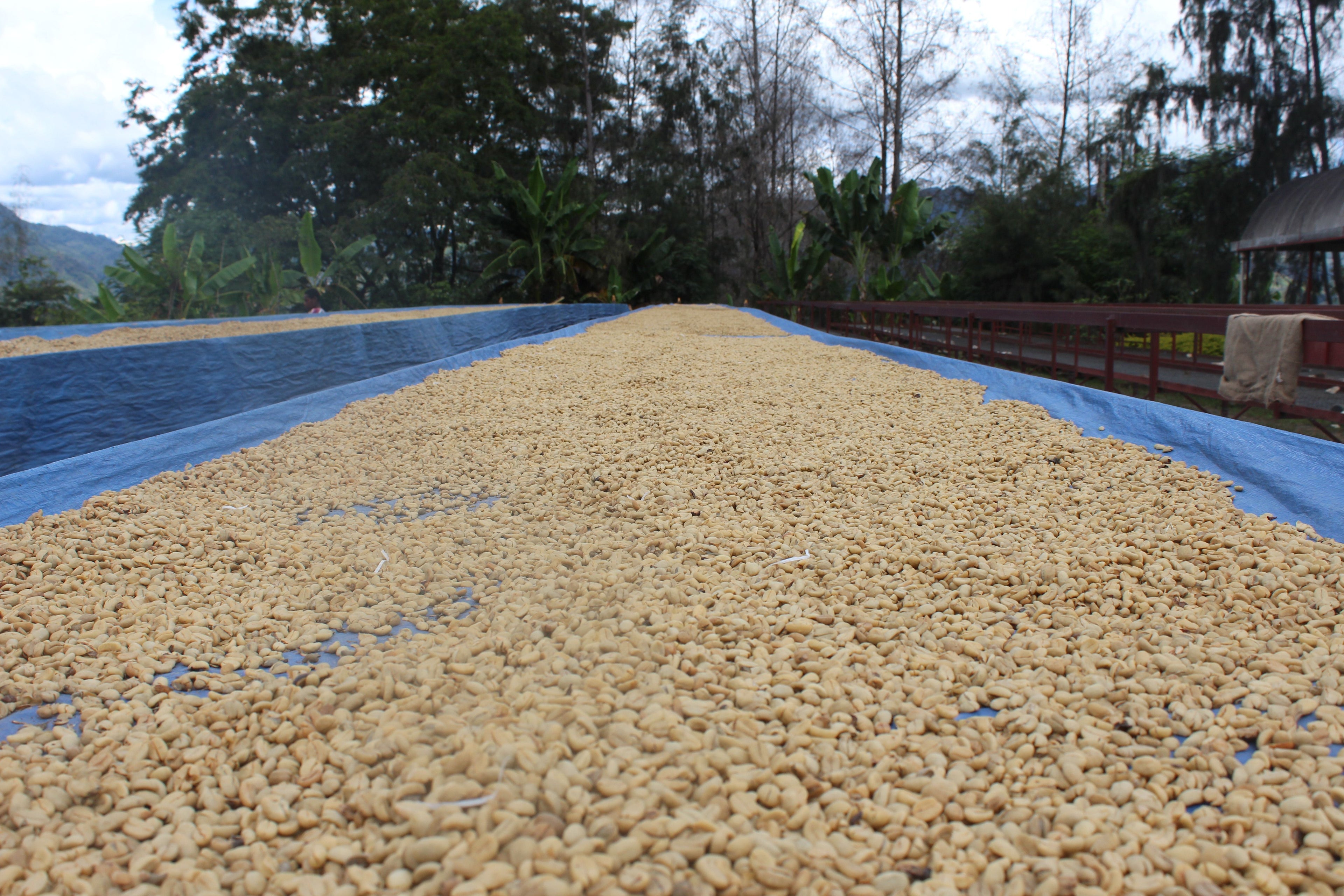 PNG - Kongo Simbu Province - washed