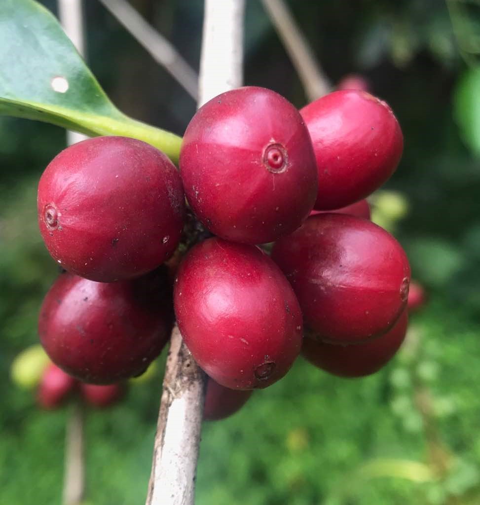 PNG - Kongo Simbu Province - washed