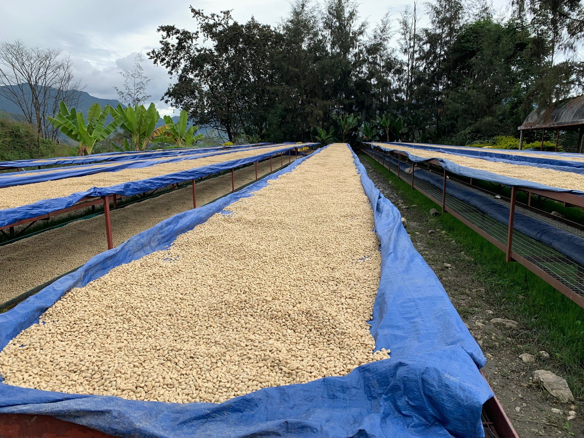 PNG - Kongo Simbu Province - washed