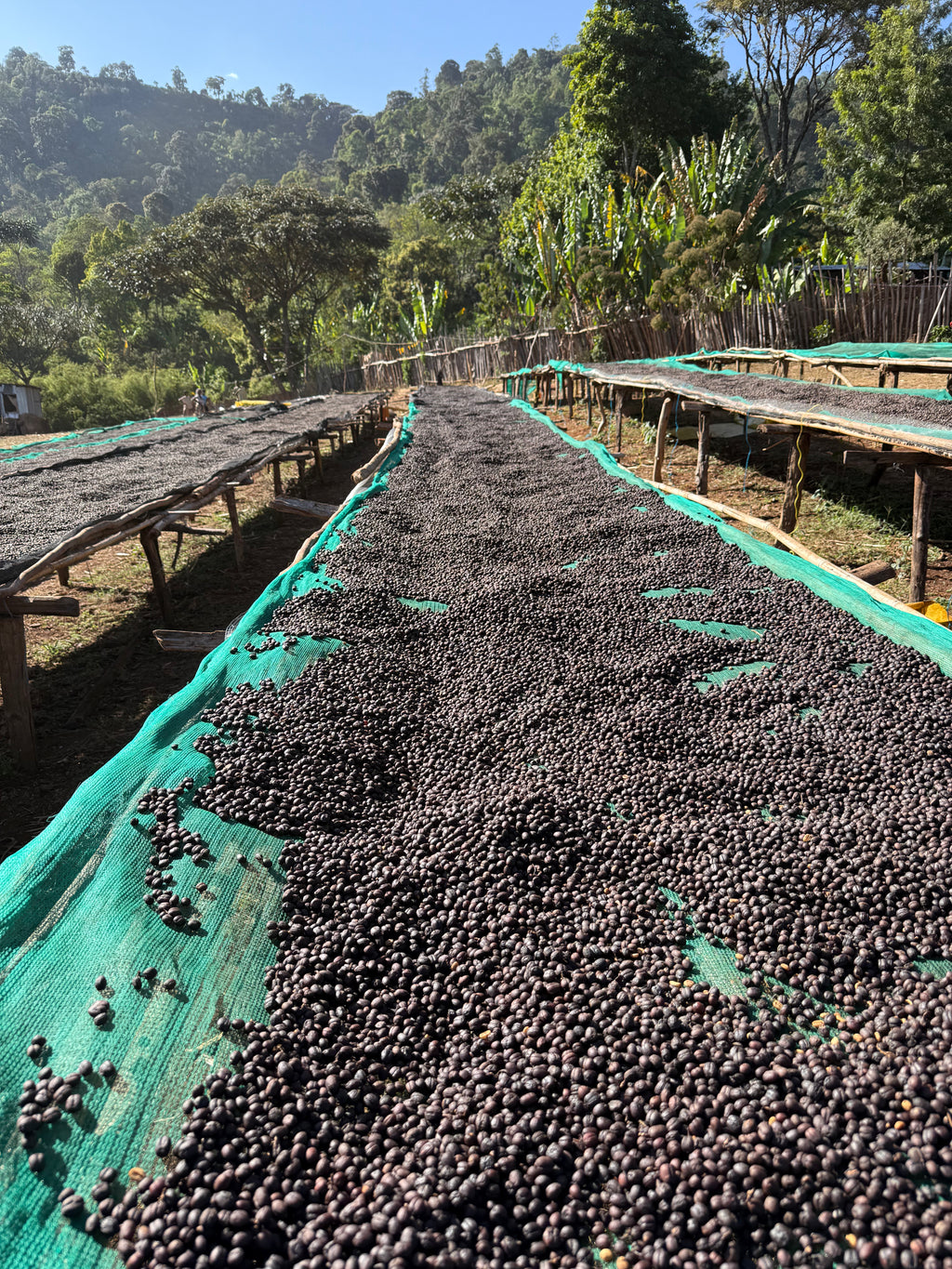 Ethiopia Yirgacheffe, Gedeb, Worka Hurea - EXOTIC - SINGLE ORIGIN Boston Bean Coffee Co.