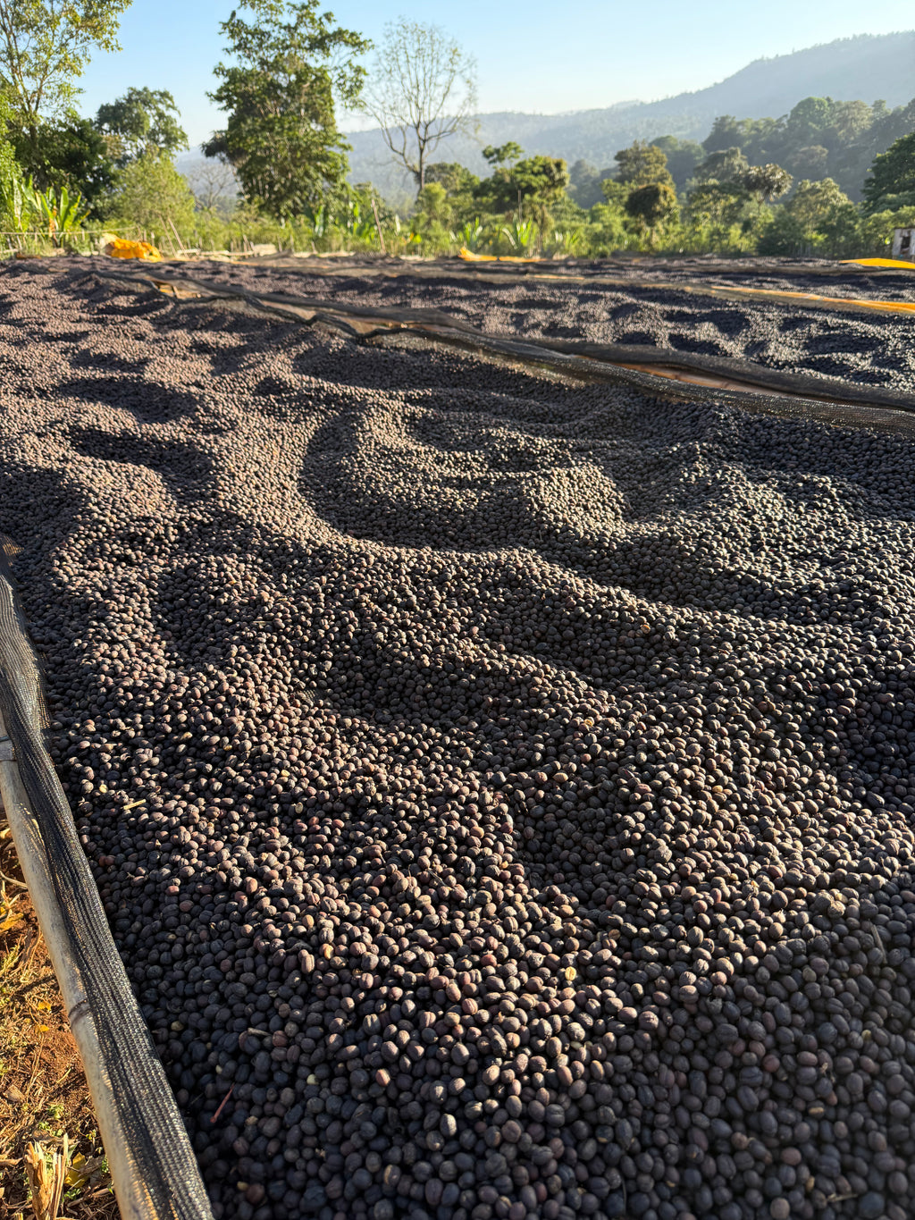 Ethiopia Yirgacheffe, Gedeb, Worka Hurea - EXOTIC - SINGLE ORIGIN Boston Bean Coffee Co.