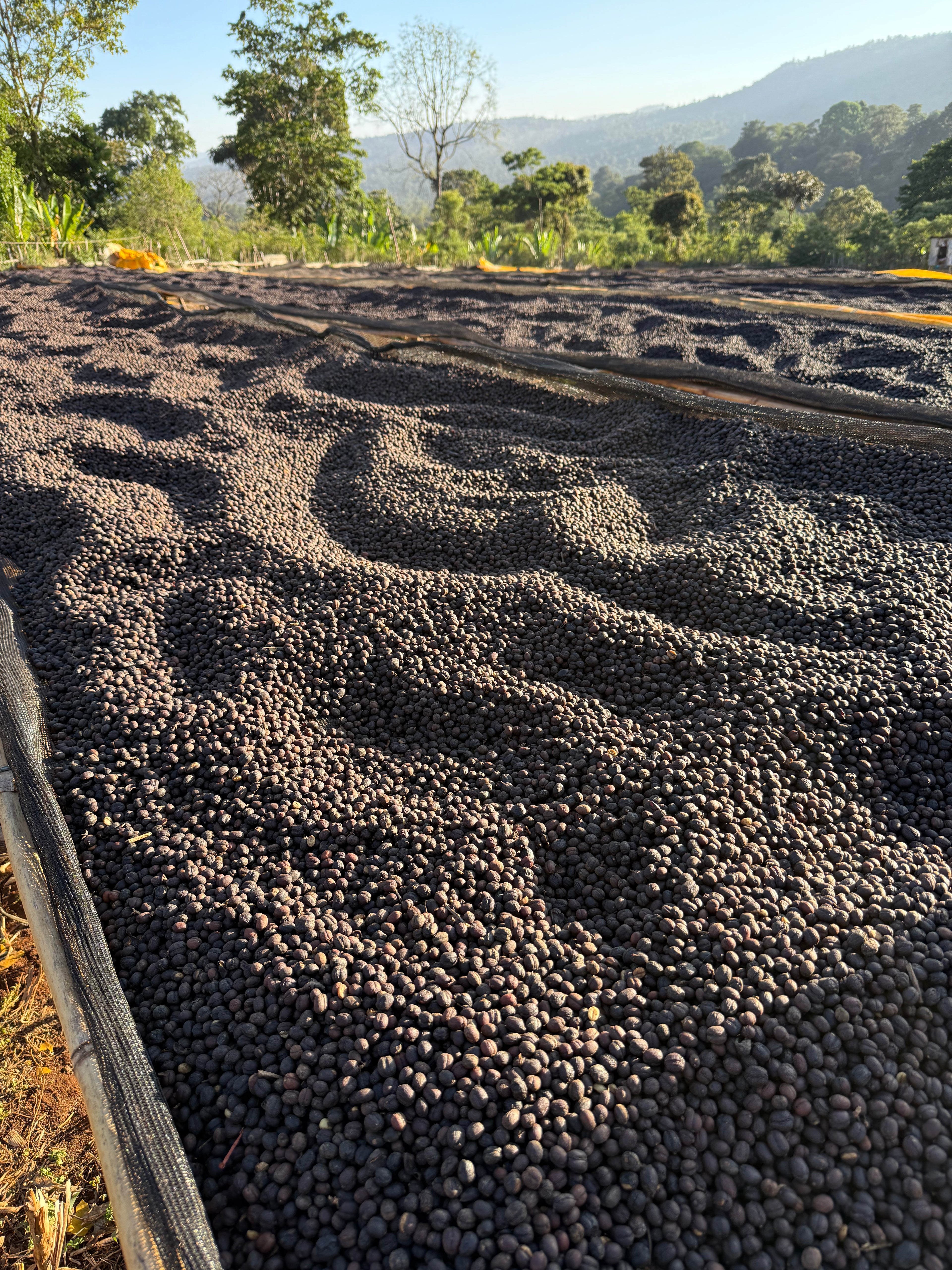 Ethiopia Yirgacheffe, Gedeb, Worka Hurea - EXOTIC - SINGLE ORIGIN Boston Bean Coffee Co.