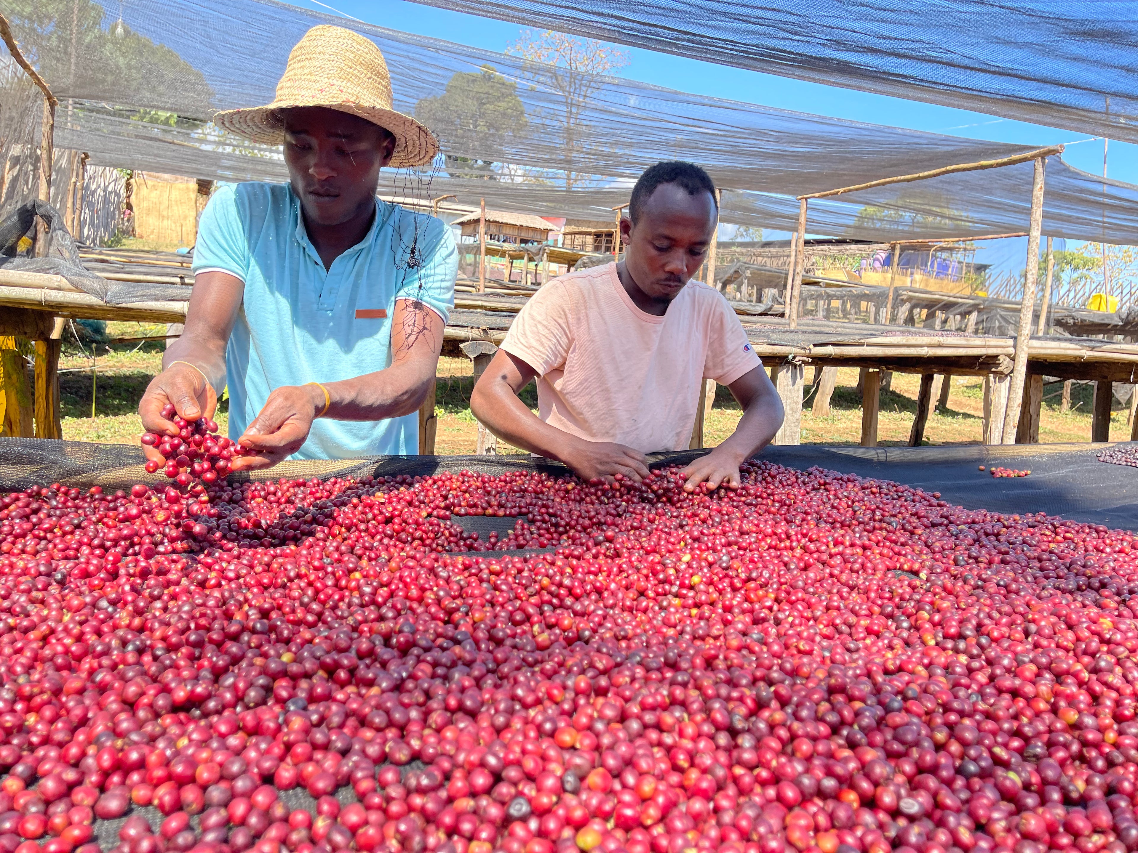 Ethiopia Yirgacheffe, Rachia - SINGLE ORIGIN Boston Bean Coffee Co.