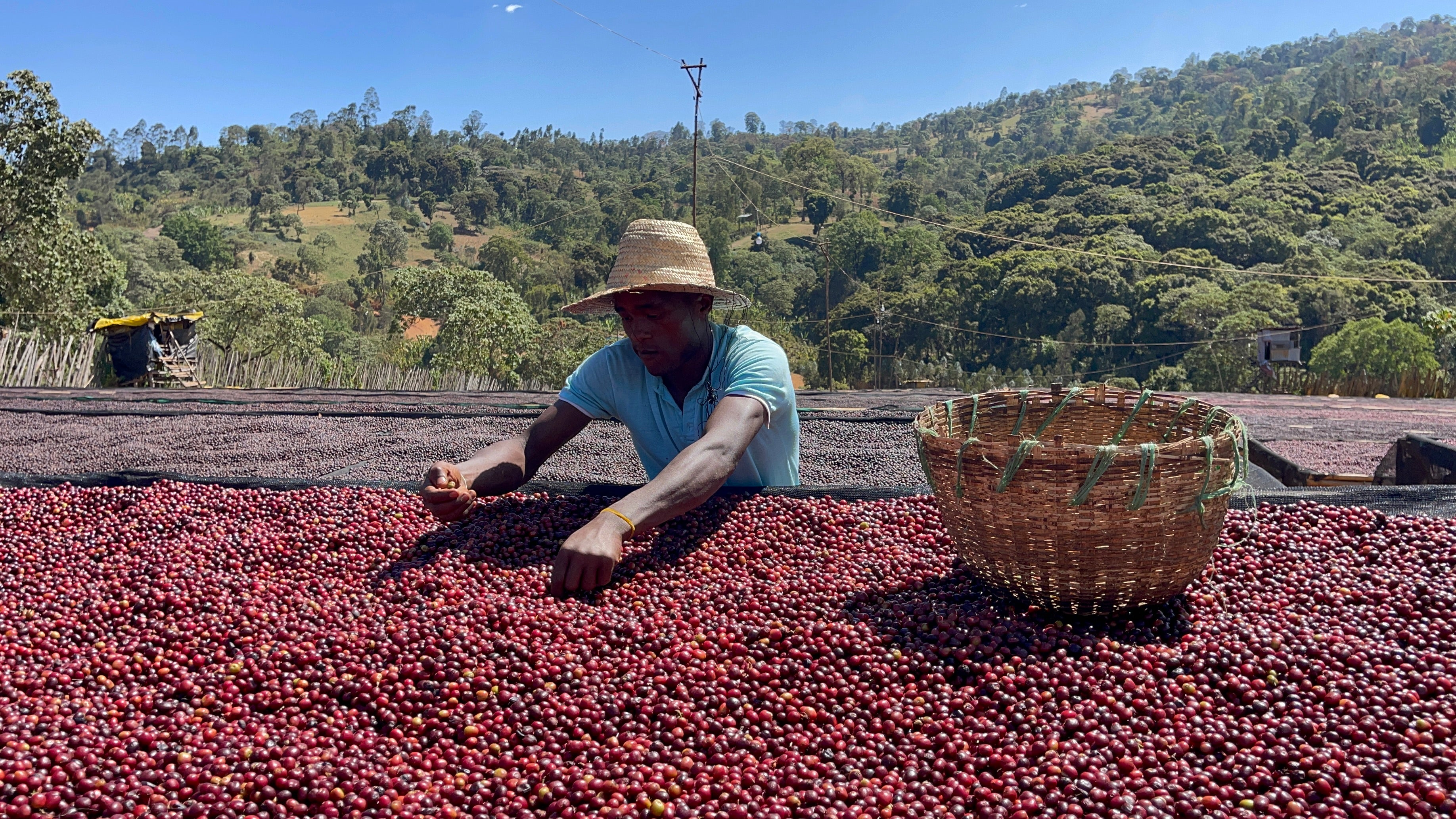 Ethiopia Yirgacheffe, Rachia - SINGLE ORIGIN Boston Bean Coffee Co.